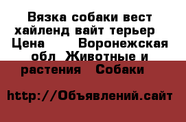 Вязка собаки вест хайленд вайт терьер › Цена ­ 1 - Воронежская обл. Животные и растения » Собаки   